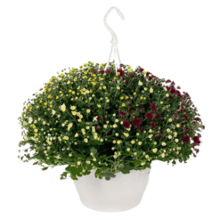 Chrysanthemum 'Skyfall Carnaval' P25 krysanteemi amppelimalli