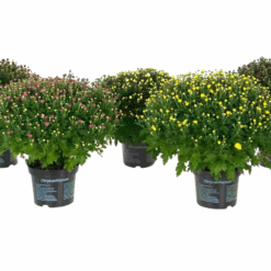 Chrysanthemum(Garden Mum) mix P19 ulkokrysanteemi