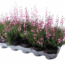 Daboecia cant. 'Irish Princess' pink P11 irlanninnummikanerva