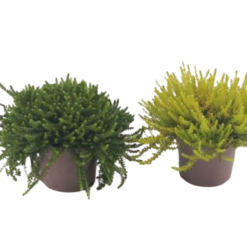 Empetrum nigrum mix P12 variksenmarja