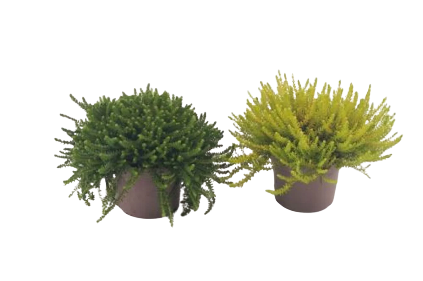 Empetrum nigrum mix P12 variksenmarja