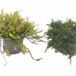 Empetrum nigrum mix P12 variksenmarja