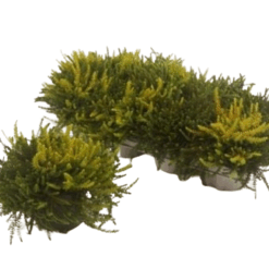 Empetrum nigrum twin P12 variksenmarja