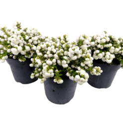 Pernettya mucronata P14 marjakanerva valkoinen