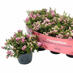 Pernettya mucronata P14 marjakanerva pinkki