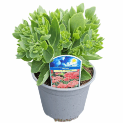 Sedum 'Herbstfreude'(Autumn Joy) C2 maksaruoho