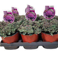 Sedum cauticola 'Lidakense' C1.5 Maksaruoho