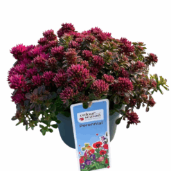 Sedum spurium 'Purpurteppich' P12 maksaruoho