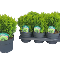 Thuja occ. 'Danica' C2 Pallotuija