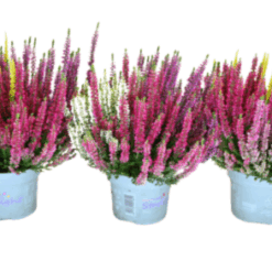 Calluna Beauty L trio P13 calluna