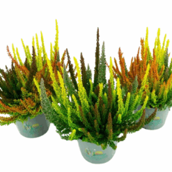 Calluna v. 'B. Ladies'® Skyline trio colorado P11