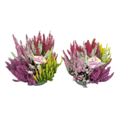 Calluna v. 'B.Ladies'® High Five' P17 calluna