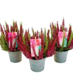 Calluna Beauty L Mintberry P13 calluna