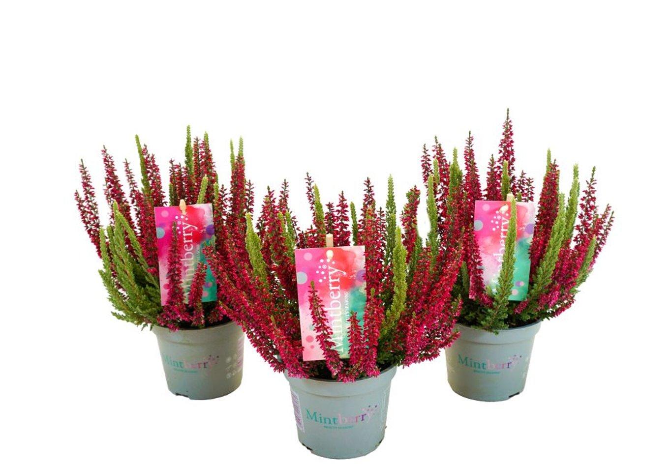 Calluna Beauty L Mintberry P13 calluna