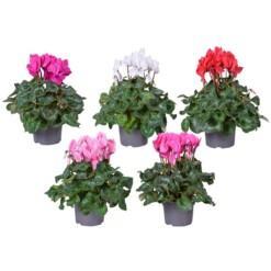 Cyclamen F1 mix P13 syklaami isokukkainen eri värejä