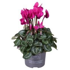 Cyclamen (SS) 'Verano purple' P10.5 syklaami purppura