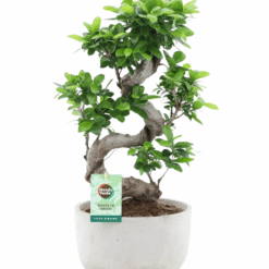 Ficus microcarpa 'Ginseng' P24 varjoviikuna
