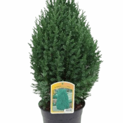 Juniperus chinensis 'Stricta' C3.5 kiinankataja