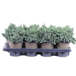Juniperus squamata 'Blue Star' P13 sinikataja