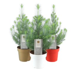 Pinus pinea 'Silvercrest' C2 huonemänty