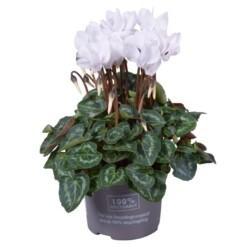 Cyclamen (SS) 'Verano white' P10.5 syklaami valkoinen