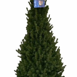 Picea glauca 'Conica' C10 kartiovalkokuusi 80-100 cm