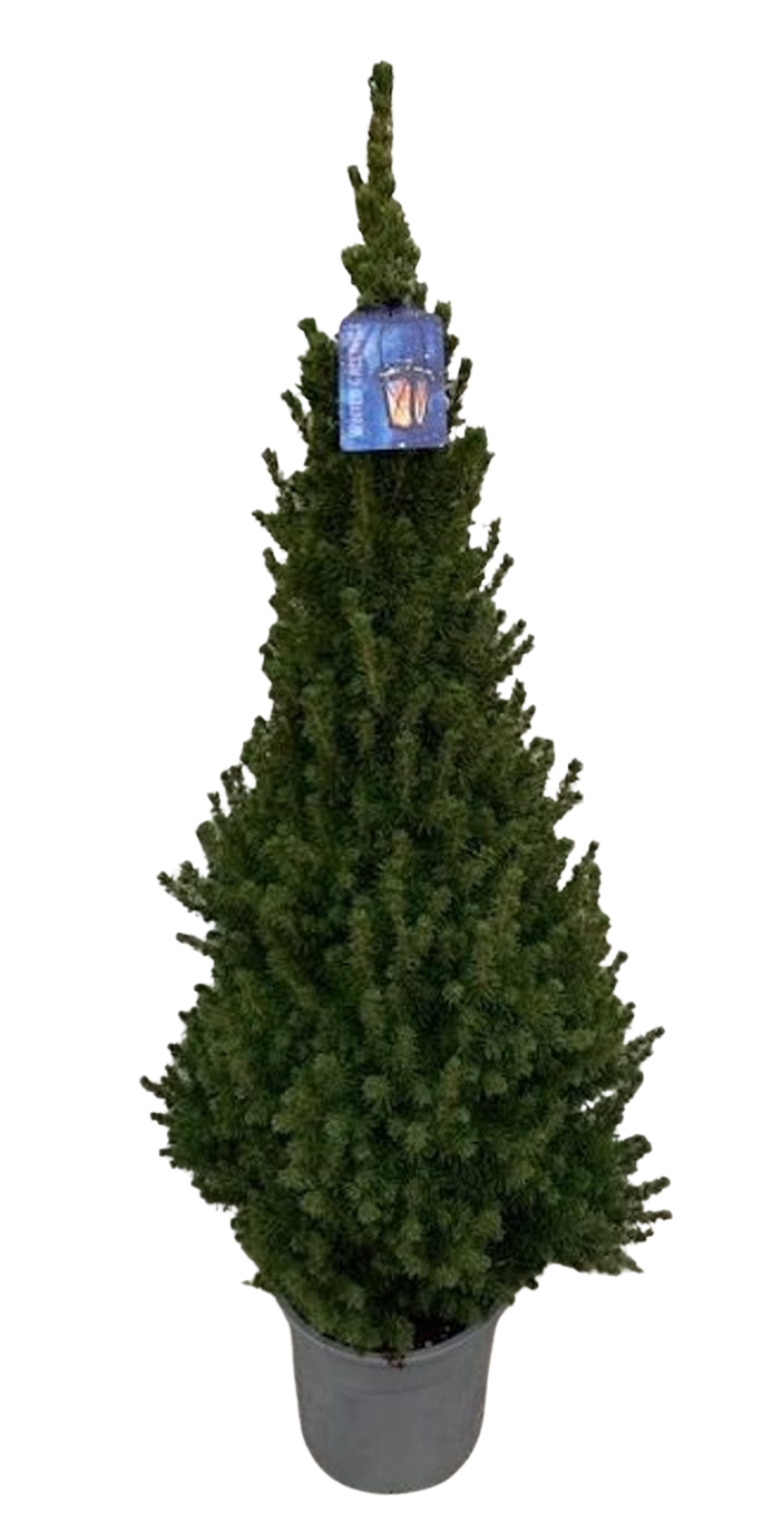 Picea glauca 'Conica' C10 kartiovalkokuusi 80-100 cm