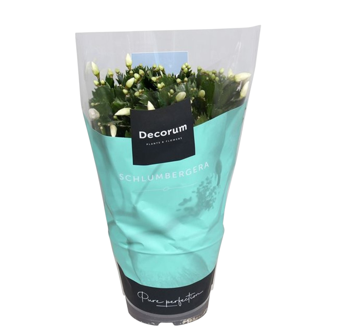 Schlumbergera mix P17 joulukaktus valkoinen