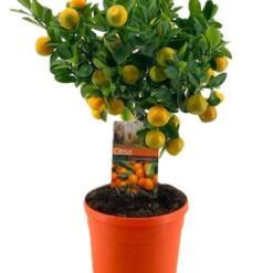 Citrofortunella 'Calamondin' P21 rungollinen kääpiösitrus