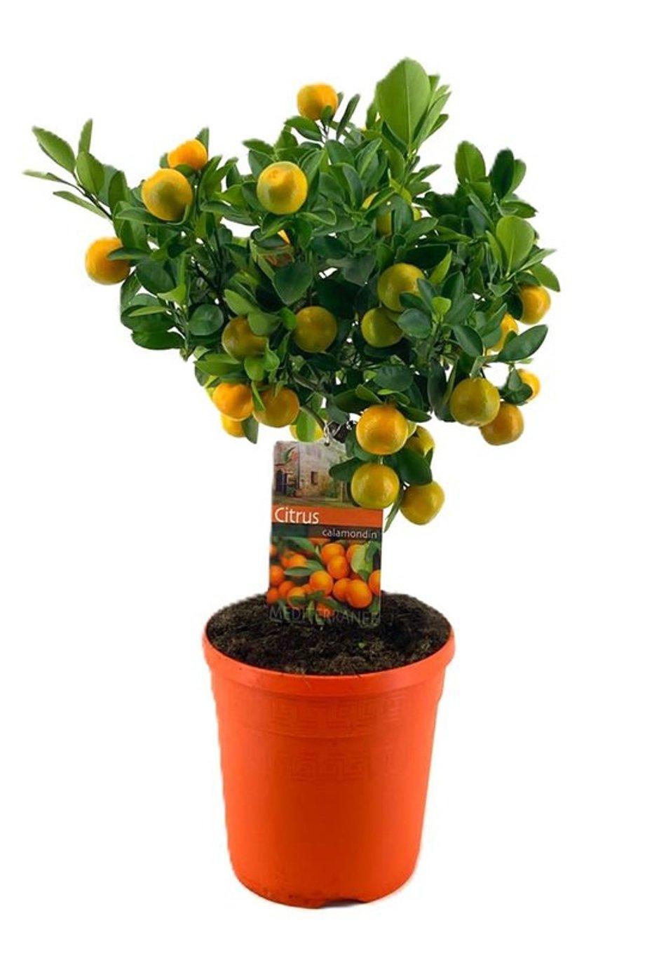 Citrofortunella 'Calamondin' P21 rungollinen kääpiösitrus