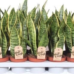 Sansevieria trif. 'Laurentii' P12 anopinkieli