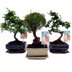 Bonsai perinteinen mix P15 keraaminen ruukku