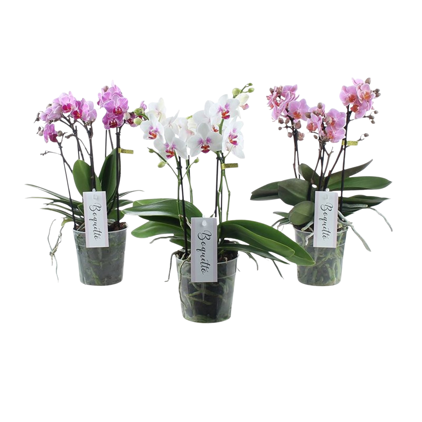 Phalaenopsis Orkidea 'Boquetto Pinko' P12 matala malli
