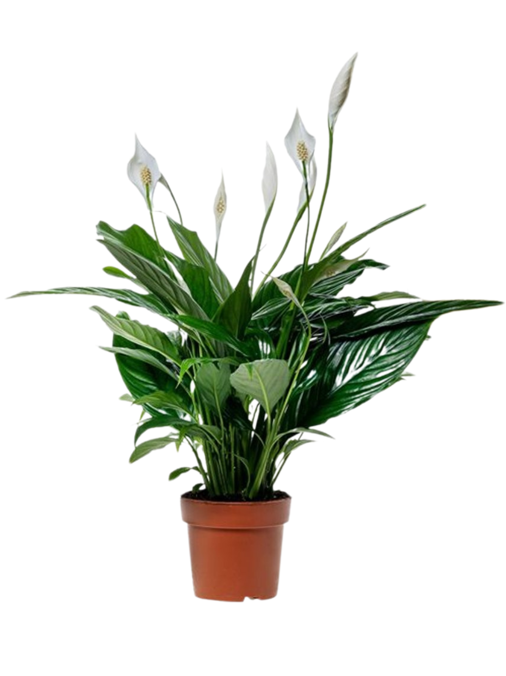 Spathiphyllum ’Sweet Benito’ P13 viirivehka