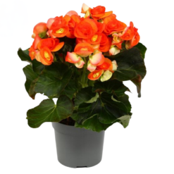 Ruusubegonia 'Reina' P13 oranssi
