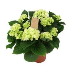 Hydrangea m. P14 valkoinen ruukkuhortensia 7/8 kukkaa
