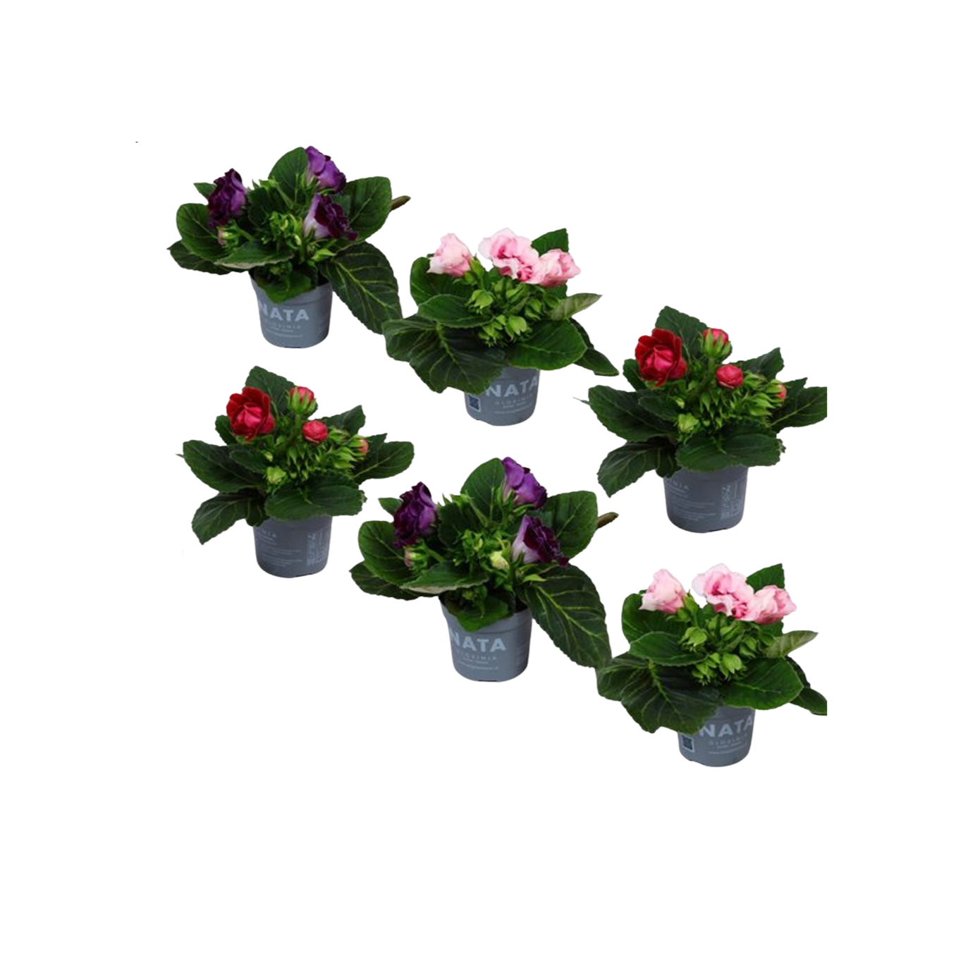 Sinningia(Gloxinia) mix P13 suppilokukka