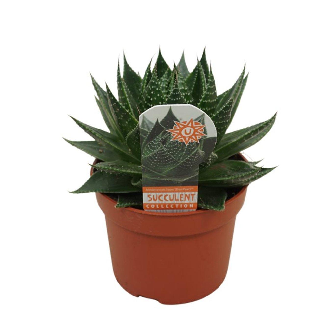 Aloe 'Cosmo' P10.5