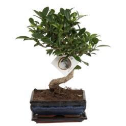 Bonsai Ficus  P20 S type keraaminen ruukku