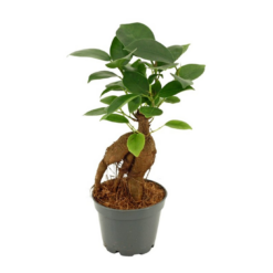 Ficus retusa P6 varjoviikuna