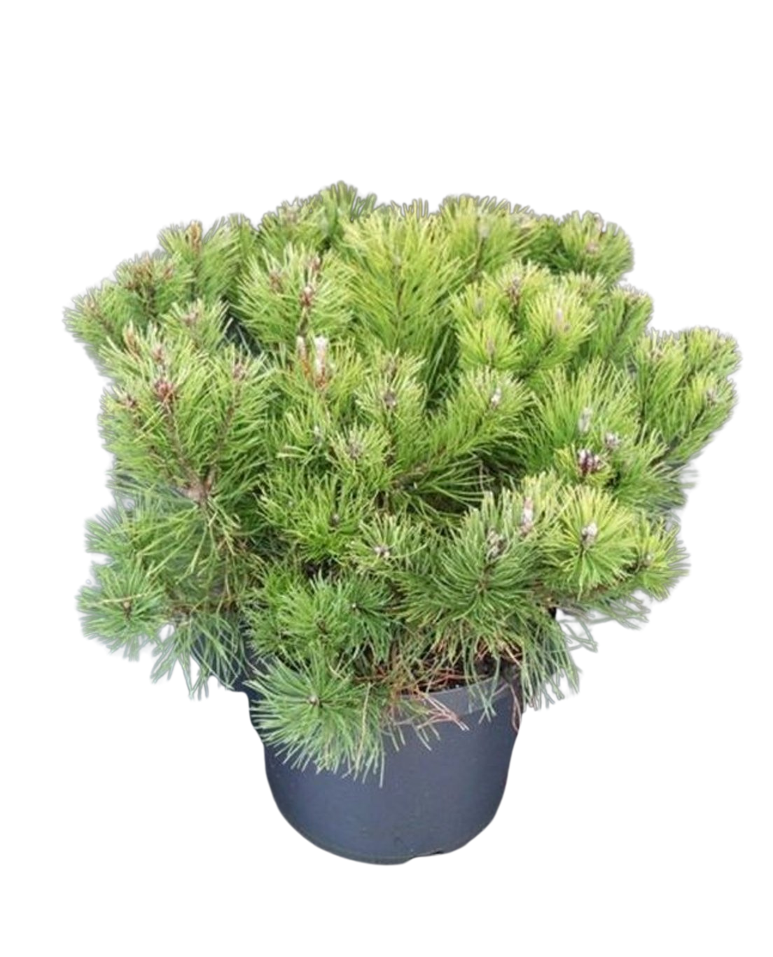 Pinus mugo pumilio C10 Kääpiövuorimänty