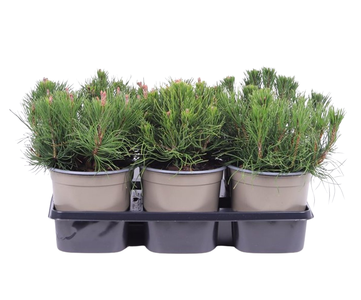Pinus mugo pumilio C1.5 Kääpiövuorimänty