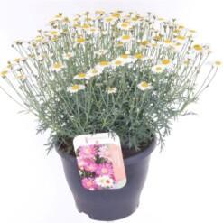 Argyranthemum 'Molimba' Marketta valkoinen P23