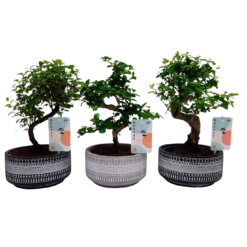 Bonsai mix P15 keraaminen ruukku