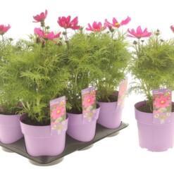Cosmos violet C1.5 Kosmoskukka