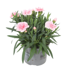 Dianthus caryophyllus 'Oscar Light Pink' P10.5 tarhaneilikka