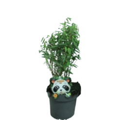Fargesia rufa C3 Vuoriruokobambu