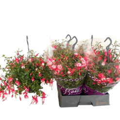 Fuchsia 'Patio Princess' P21 Verenpisara-amppeli