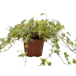 Hedera helix 'Yellow Ripple' P13 muratti kelta-vihreälehtinen