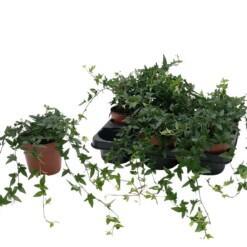 Hedera helix 'Shamrock' P13 muratti vihreä